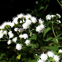 White Snakeroot