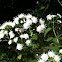 White Snakeroot