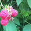 Raspberries