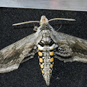 5-spot Tomato Hornworm Moth