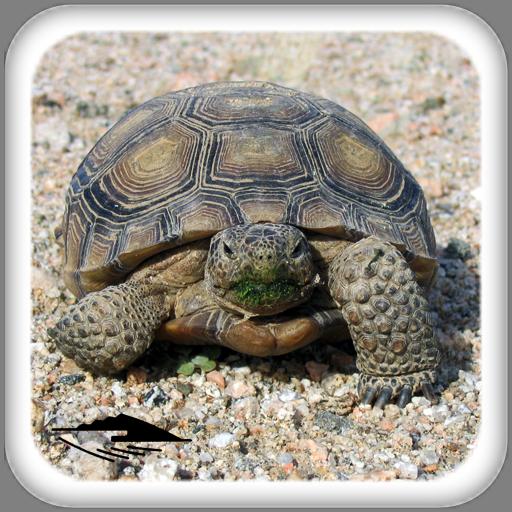 Mojave Desert Tortoise LOGO-APP點子