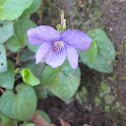 Wood violet