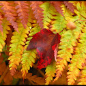 Fern