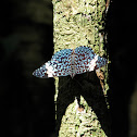 Blue Cracker