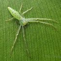 Green crab spider