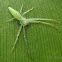 Green crab spider