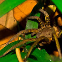 Tarantula