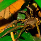 Tarantula