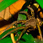 Tarantula