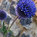 Globe Thistle 'Platinum Blue'