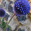 Globe Thistle 'Platinum Blue'