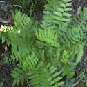 Unknown spotting
