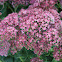 Showy stonecrop