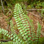 Fern