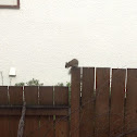 Canadian Red Squirrel