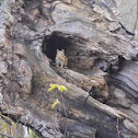 Eastern Chipmunk