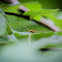 Harvestman (Daddy longlegs)