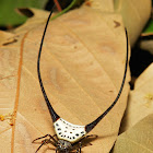 Long-horned Orb-weaver Spider