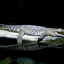 Nile Crocodile
