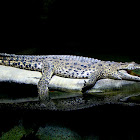 Nile Crocodile