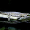 Nile Crocodile