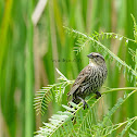 red winged blackbird (female)