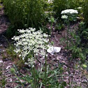 Queen Ann's Lace