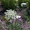 Queen Ann's Lace