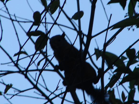 Spotting Image 1
