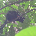 Golden-handed tamarin