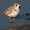 Piping Plover