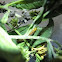 Orange caterpillar