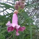 Desert-Willow