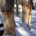 Beaver teeth marks on pine tree