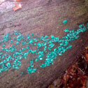 Green elfcup