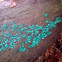 Green elfcup