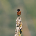African Stonechat
