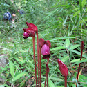 Forest Ghost Flower