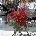 Grevílea-de-jardim
