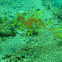 Leafy Seadragon