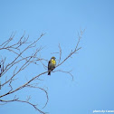 Dickcissel (male)