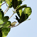 Tailor bird