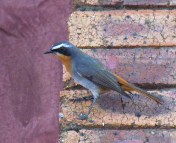 Spotting Image 1