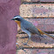 Cape Robin-chat