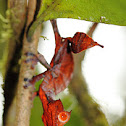 Satanic Leaf-tailed Gecko