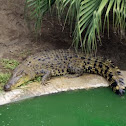Saltwater Crocodile