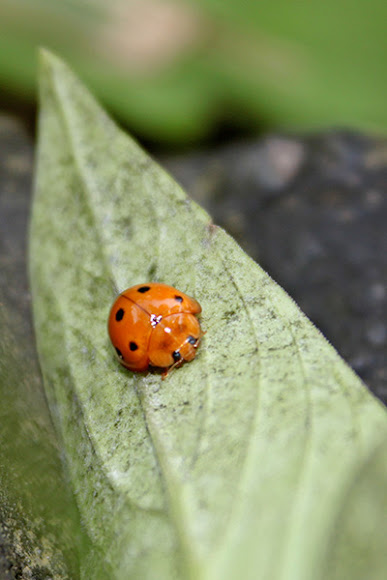 Spotting Image 1