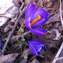 Crocus