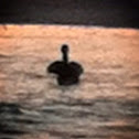 Brown Pelican