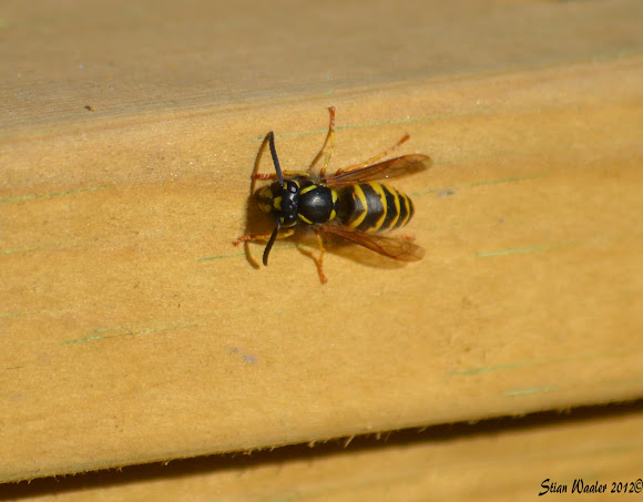 Spotting Image 1